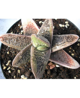 GASTERIA LITLLE WHORTY