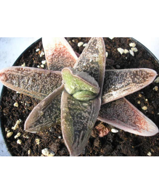 GASTERIA LITLLE WHORTY