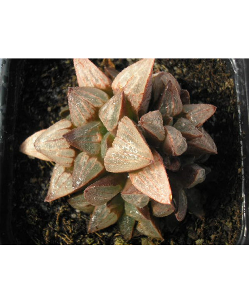 HAWORTHIA PYGMAEA