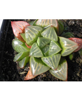 HAWORTHIA RETUSA