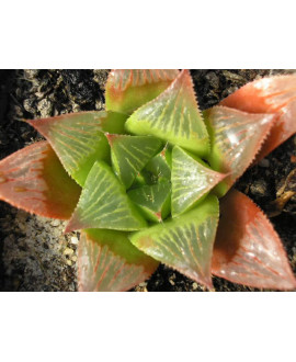 HAWORTHIA RETUSA GERALDII